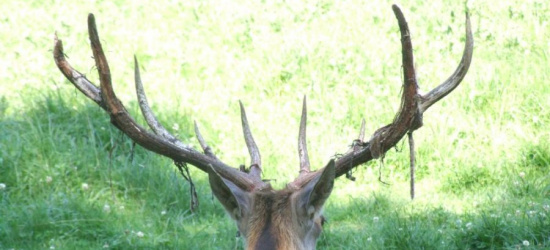 Turyści zaniepokojeni. Krwawiące poroża jeleni