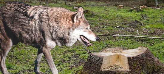 Ekolodzy i przyrodnicy: Polowania na wilki nie rozwiążą konfliktów!