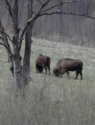 BIESZCZADY: Liczebność żubrów wyraźnie w górę. Leśnicy podali wyniki inwentaryzacji [ZDJĘCIA]
