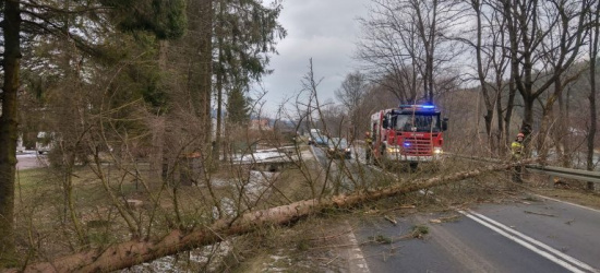 Drzewo upadło tuż przed samochodem. Będzie więcej takich przypadków?