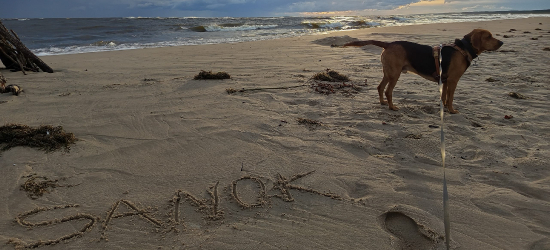 Poranek nad Bałtykiem. Mikoszewo przesyła piękne widoki i pozdrawia Sanok