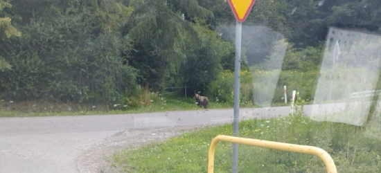 Niedźwiedź widziany w Załużu! Sołectwo apeluje o ostrożność