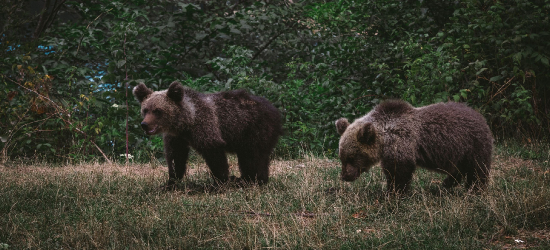 Niedźwiedź zniszczył pasiekę. Gmina wydała ważny komunikat