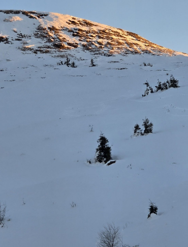 Szkolenie lawinowe w Bieszczadach. Psy ratownicze w akcji [ZDJĘCIA]