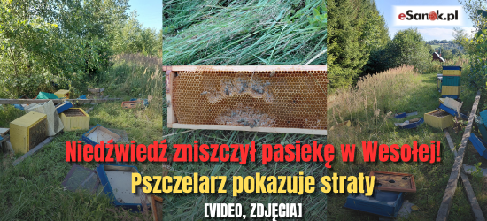 Pasieka w Wesołej zdemolowana przez Niedźwiedzia. Pszczelarz pokazuje straty [VIDEO, ZDJĘCIA]