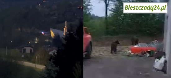 WOŁKOWYJA: Policja na sygnałach goni niedźwiedzie! Radny Dytkowski: „Chory kraj! Skandal!”