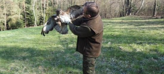 Myszołów święta spędzi w lesie (ZDJĘCIA, VIDEO)