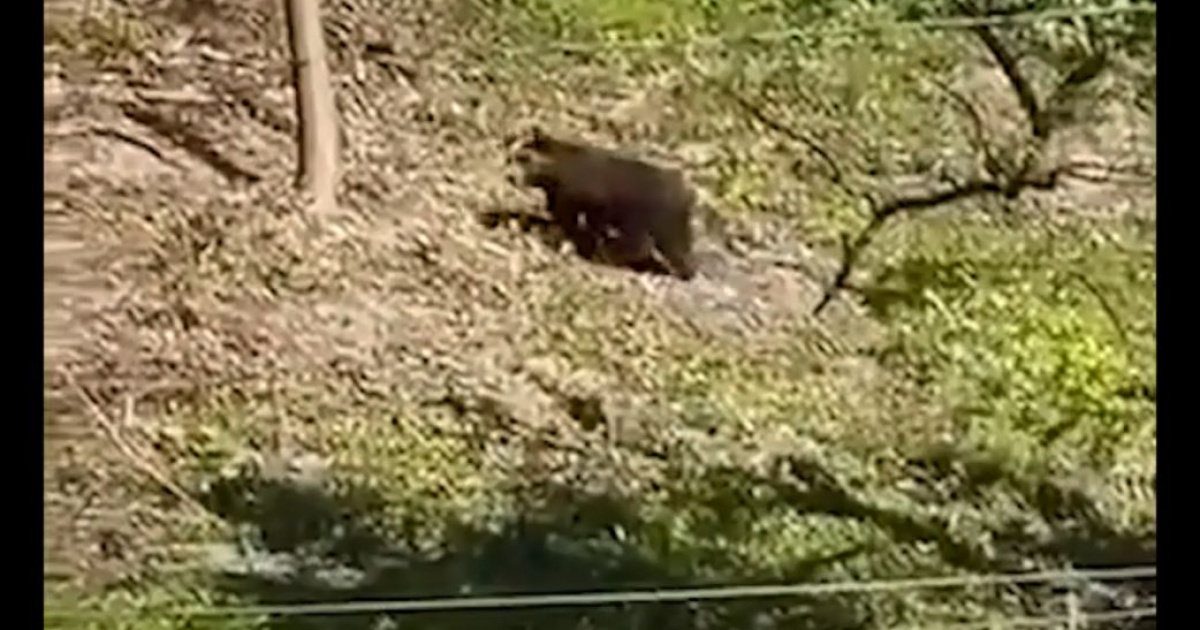 Niedźwiedź biega po Zagórzu! Kobieta ratowała się ucieczką (VIDEO)