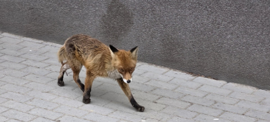 INTERWENCJA: Lis w centrum Sanoka. Mieszkaniec się skarży, straż miejska wyjaśnia (FOTO)