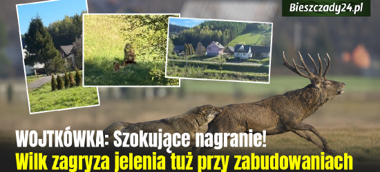 WOJTKÓWKA: Wilk zagryzł jelenia w pobliżu zabudowań [VIDEO+18]