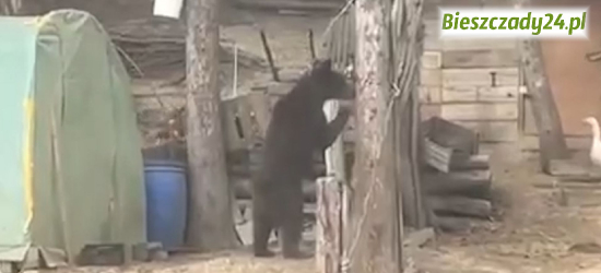WOŁKOWYJA: Młody niedźwiedź porwał kurę. Zabezpieczenia nie pomogły [VIDEO]