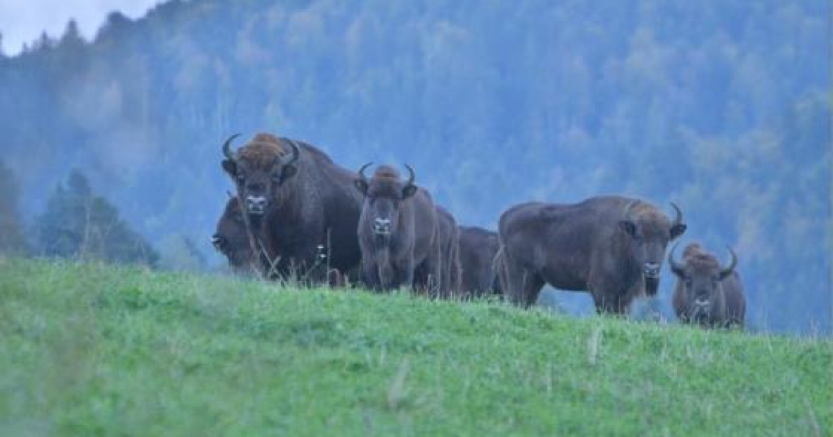 BIESZCZADY: Liczebność żubrów wyraźnie w górę. Leśnicy podali wyniki inwentaryzacji [ZDJĘCIA]