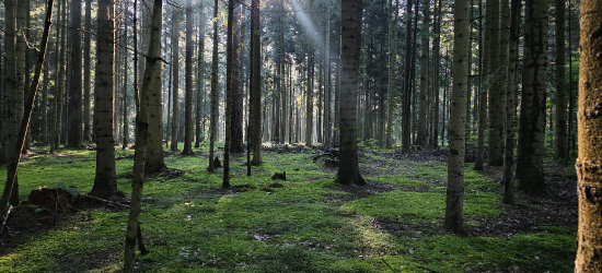 Jak się znaleźć w lesie, gdy się zgubisz? Poradnik bezpieczeństwa
