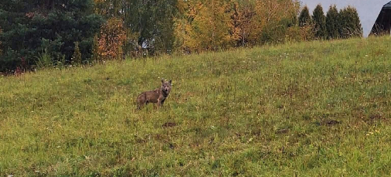 MYCZKÓW: Wilk tuż przy szkole podstawowej! „Gdzie alarm RCB?” (ZDJĘCIA)