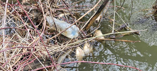 Z REGIONU: Śnięte ryby w potoku. Interweniowały Wody Polskie (ZDJĘCIA)