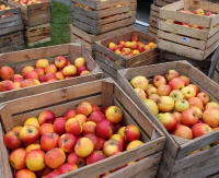 Jabłka dla sanoczan i mieszkańców regionu