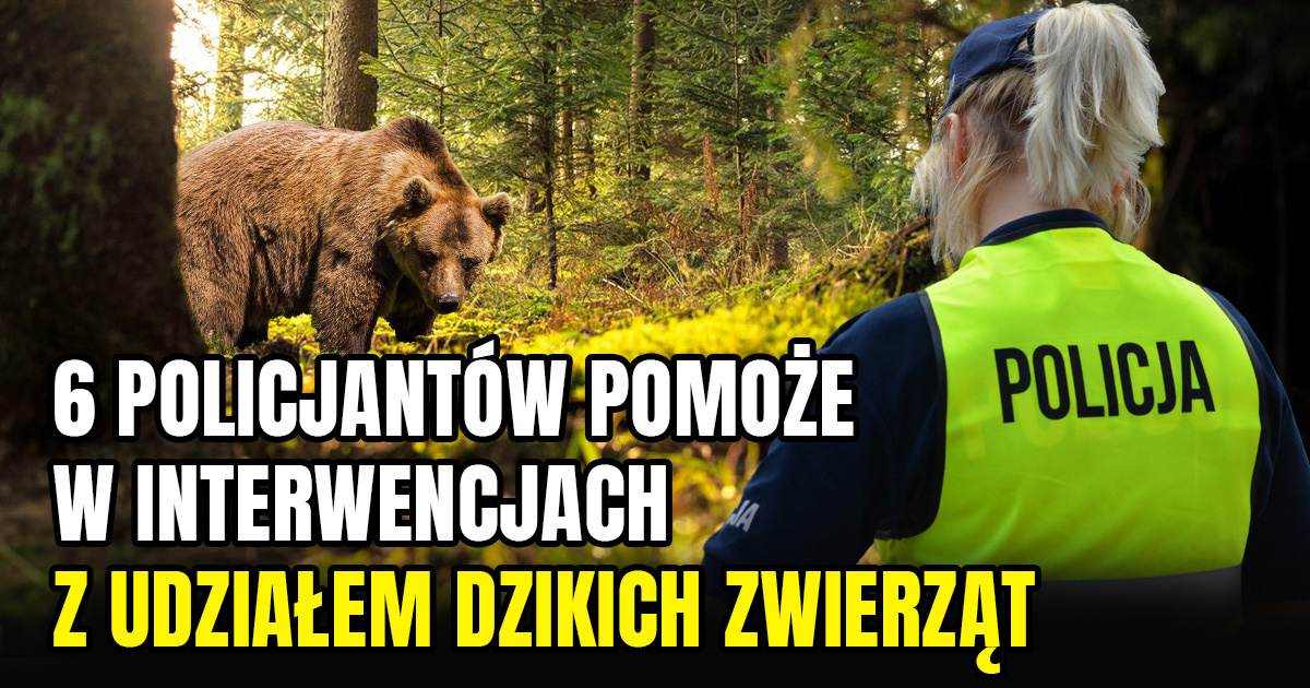 6 policjantów skierowanych w Bieszczady. Pomogą z niedźwiedziami (VIDEO, ZDJĘCIA)