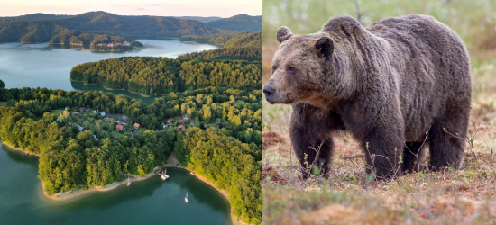 Niedźwiedzica z młodymi pod domami w Polańczyku! „Nie reagowały nawet na petardy” [VIDEO]