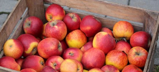 WTOREK: Darmowe jabłka dla sanoczan