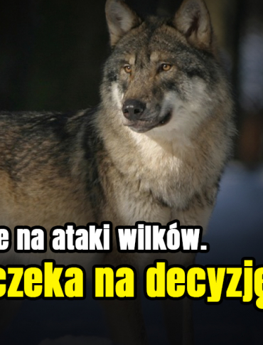USTRZYKI DOLNE: Gmina reaguje na ataki wilków. Wniosek o odstrzał czeka na decyzję