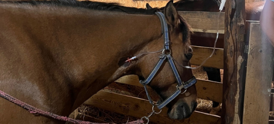 Ratujemy Arbata – koński bohater z Bieszczad walczy o zdrowie