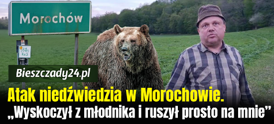 TYLKO U NAS! Atak niedźwiedzia w Morochowie. „Wyskoczył z młodnika i ruszył prosto na mnie” [VIDEO]