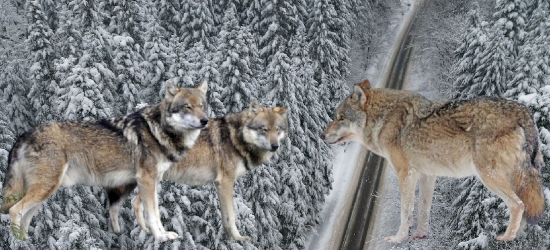 Wataha wilków pod domem w Lisznej. Apel o zachowanie szczególnej ostrożności!