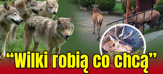 „Schody wejściowe we krwi”. Atak wilków w Łobozewie (FOTO 18+)