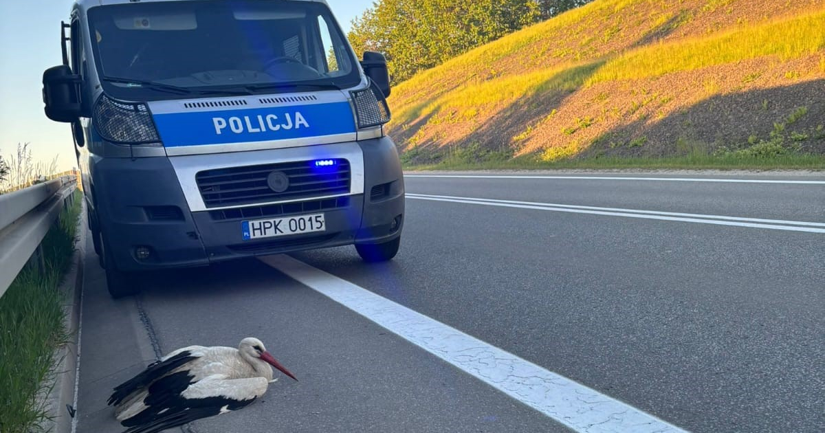 BRZOZÓW: Ranny bocian leżał na obwodnicy. Pomógł czujny kierowca i policjanci