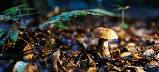 Trwa sezon grzybowy. ZOBACZCIE ZDJĘCIA!