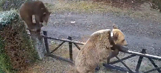 GMINA SOLINA: Niedźwiedzica z młodymi weszła na podwórko w Wołkowyi. „Populacja jest za duża” [VIDEO]