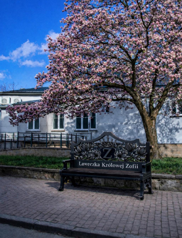 Pod słynną magnolią „Zofią” stanie wyjątkowa ławeczka. Zaprezentowano wizualizację [ZDJĘCIA]