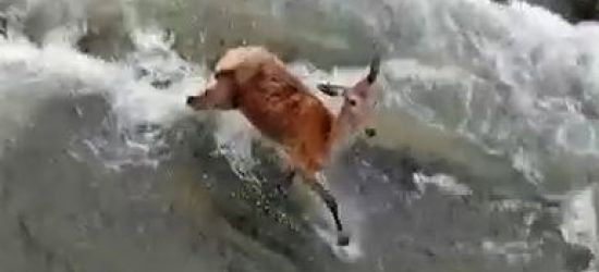 BIESZCZADY: Dwa wilki polują na łanię w wodzie. Niesamowite nagranie! (VIDEO)