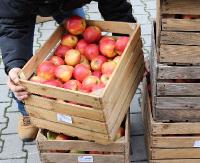 Darmowe jabłka dla sanoczan i mieszkańców regionu