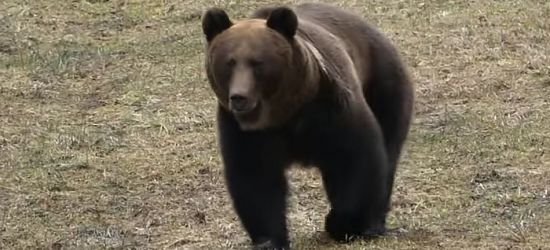 BIESZCZADY: Czekali na żubry. Zjawił się niedźwiedź! (VIDEO)