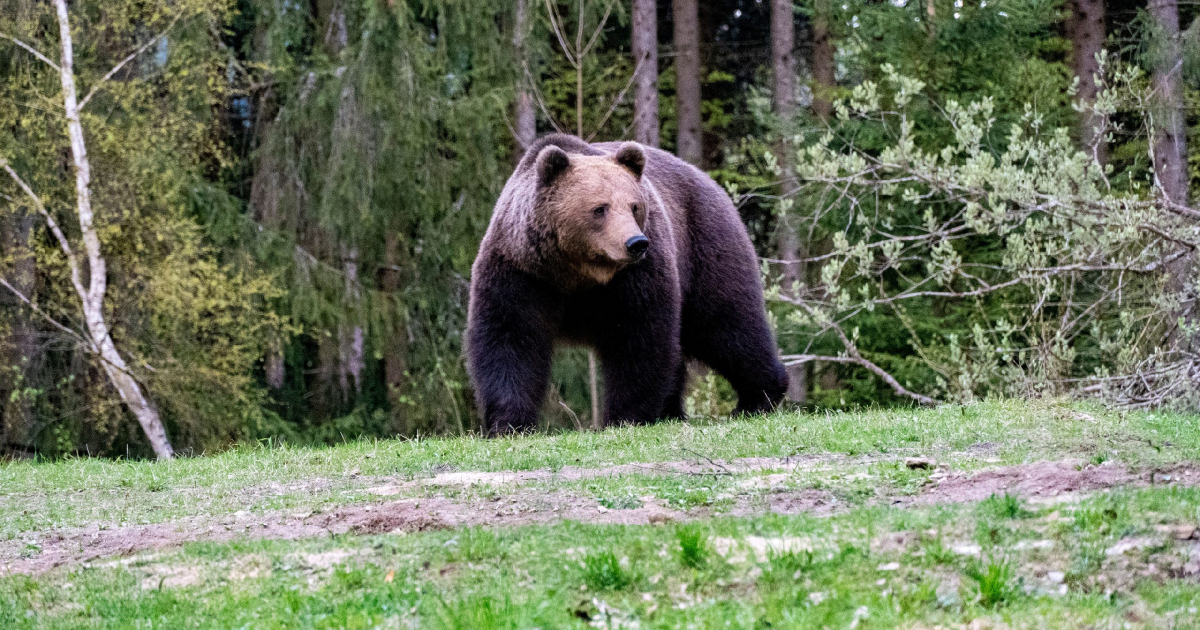 PILNE: Niedźwiedź widziany w pobliżu zabudowań w Wolicy!