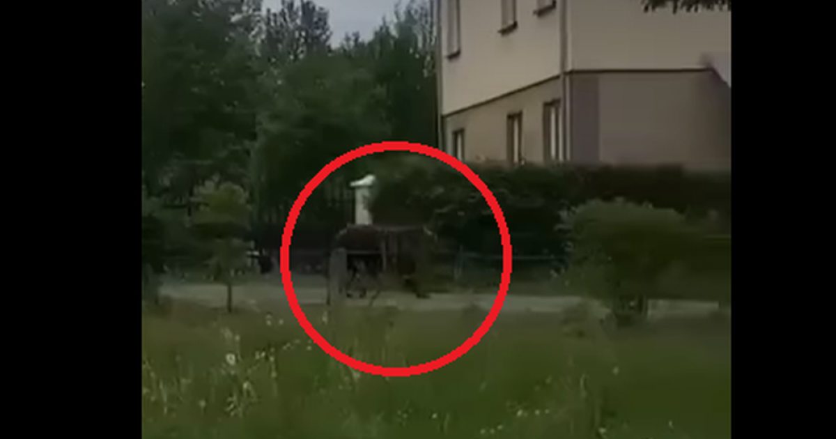 ZAGÓRZ: Niedźwiedź czaił się pod domem! (VIDEO)