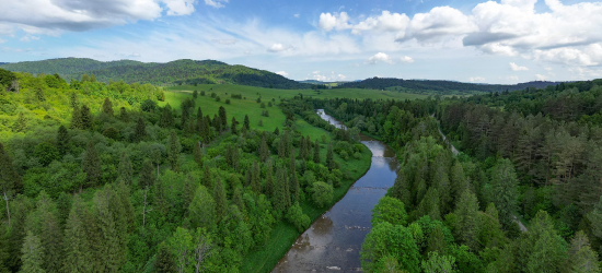 „Rola martwego drewna w przyrodzie”. Cykl sierpniowych prelekcji w Ustrzykach Dolnych