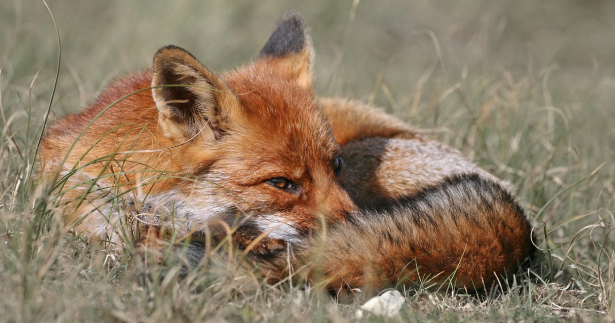 Wiosenna akcja szczepienia lisów na Podkarpaciu. Sprawdź terminy
