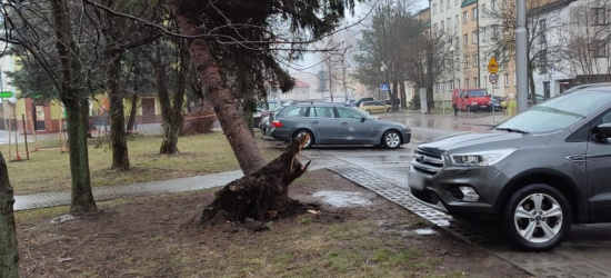SANOK. Drzewo wyrwane z korzeniami przy ul. Kochanowskiego (ZDJĘCIA)