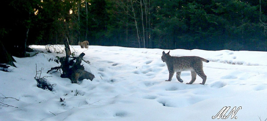 BIESZCZADY: Wyjątkowe nagranie z fotopułapki. To ostatnie chwile rysiej rodziny w komplecie! [VIDEO]
