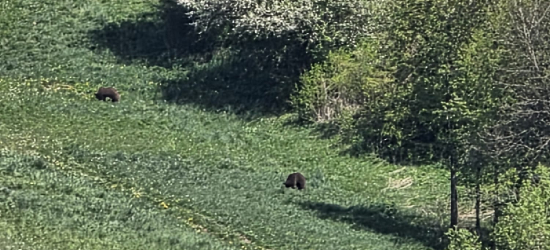 Niedźwiedzie w pobliżu kościoła w Wołkowyi. W tym czasie trwała Pierwsza Komunia Święta [FOTO]