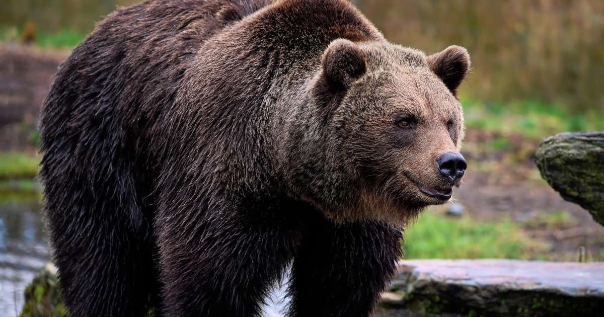 Niedźwiedzie coraz bliżej ludzi. Kolejna gmina wydała ważny komunikat