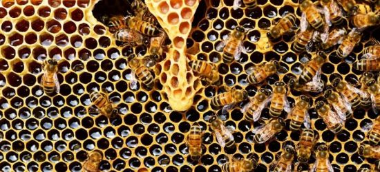 SANOK: Choroby pszczół i sposoby ich zwalczania. SPRAWDŹ