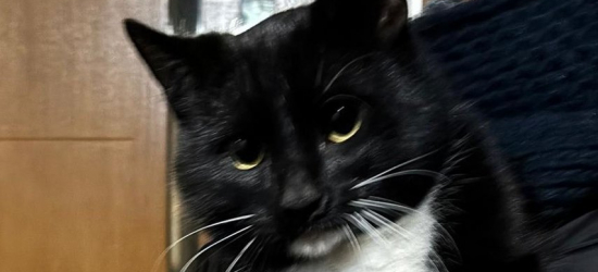 ZMIENNICA: Policjanci i strażacy uratowali kota uwięzionego w pustostanie