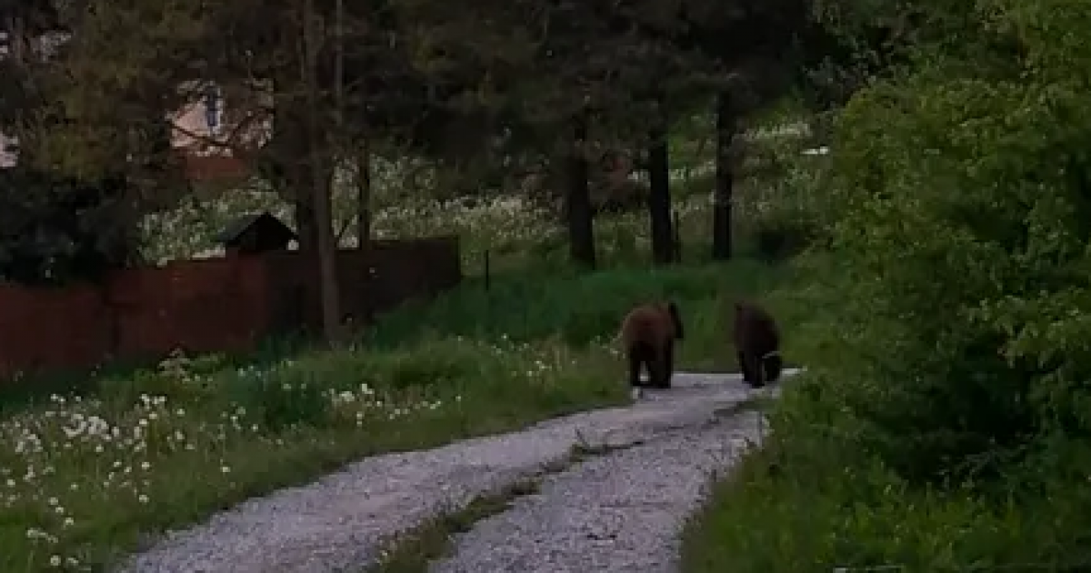 Niedźwiedzie coraz bliżej ludzi. Incydenty w Zawoziu i Polańczyku [VIDEO, ZDJĘCIA]
