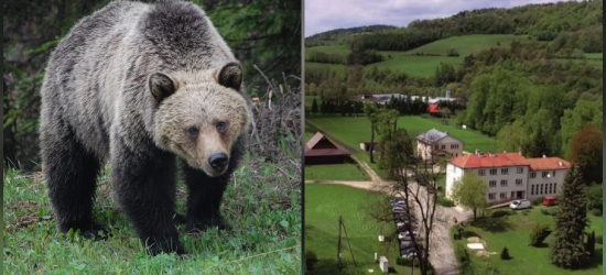 Kolejna gmina ostrzega przed niedźwiedziami! Wydano oficjalny komunikat dla mieszkańców