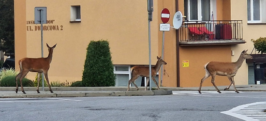 Poranek w Ustrzykach Dolnych. Dzika zwierzyna spaceruje po ulicach (ZDJĘCIA)