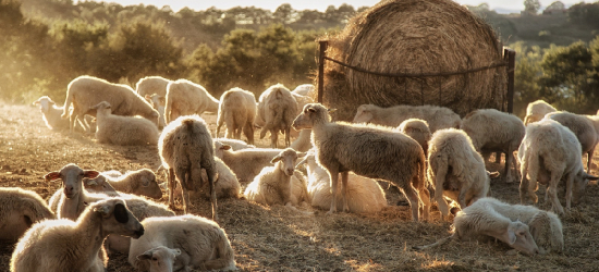 Na pasterskim szlaku. Podkarpacki Osod w Osławicy