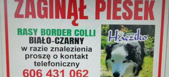 ZAŁUŻ. Zaginął pies ,,Hachiko”. Prośba o pomoc